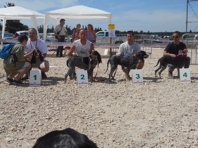 Des Gorges De Ciara - Résultats Nationale d ' élevage 2015 Aumont d' Aubrac