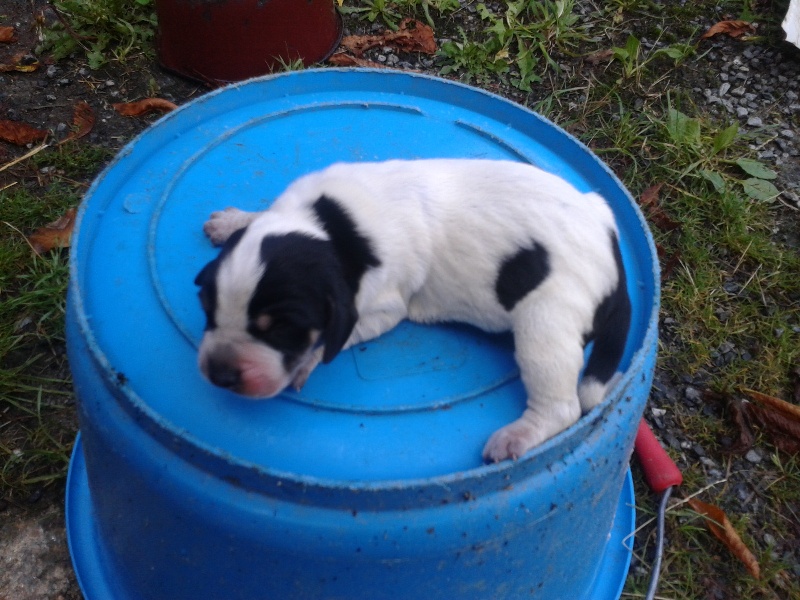 Des Gorges De Ciara - Petit bleu de Gascogne - Portée née le 06/08/2014